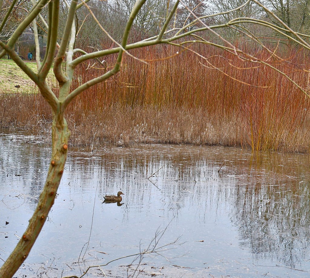 Der Regen der vergangenen Monate hat sich ausgezahlt: Der idyllisch gelegene Teich im Magdeburger Floraparkgarten ist wieder zum Teil mit Wasser gefüllt.