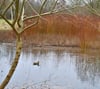 Der Regen der vergangenen Monate hat sich ausgezahlt: Der idyllisch gelegene Teich im Magdeburger Floraparkgarten ist wieder zum Teil mit Wasser gefüllt. 