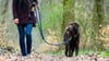 Eine Frau geht mit ihrem Hund spazieren. Vom 1. März an müssen Hunde wieder bis zum 15. Juli 2023 auf Freiflächen und in Wäldern an die Leine gelegt werden.