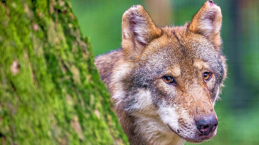 Wölfe streifen gern durch das Jerichower Land.