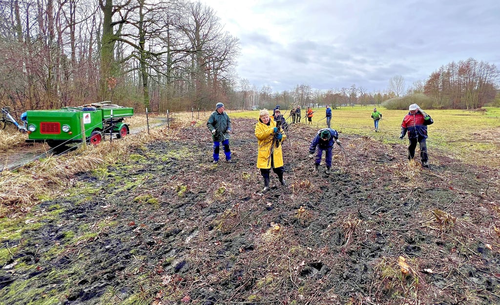 Wo noch vor kurzer Zeit zahlreiche Erlen getrieben habe, soll jetzt wieder Wiese Vorrang haben. Die Bäume wurden komplett entfernt.