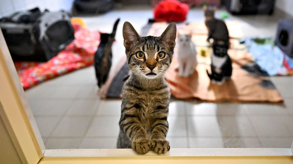 So jung und schon im Tierheim. Das Schicksal hätte dem ausgesetzten Kätzchen bei Einhaltung der Kastrationspflicht in Stendal für freilaufende Katzen und Kater erspart bleiben können.