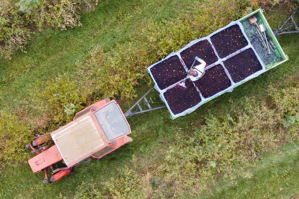 Ein Landwirt steht auf einem Feld mit Arionabeeren auf einem Ernteanhänger und sortiert geerntete Aroniabeeren.