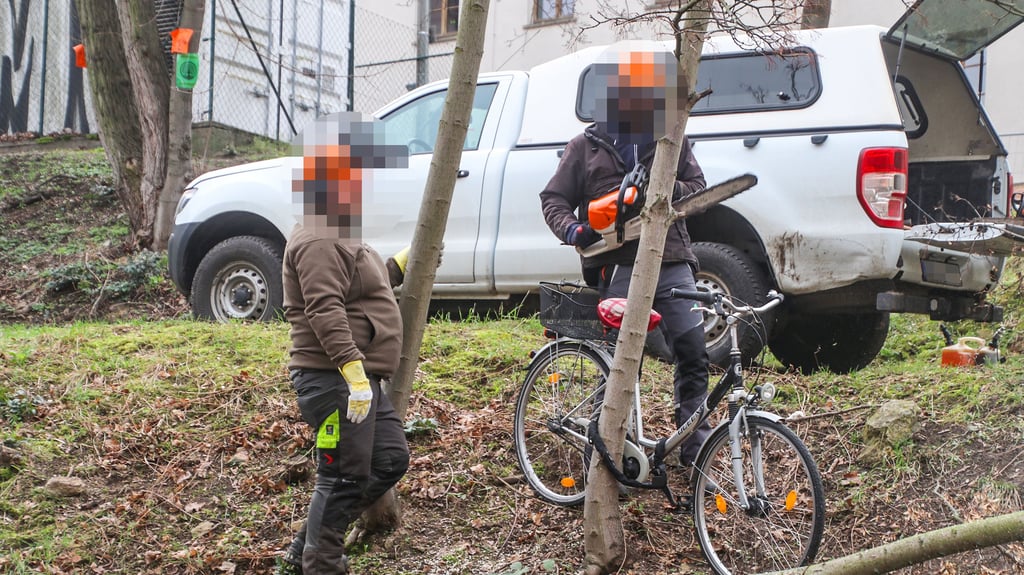 Aktivisten hatten Fahrräder an etlichen Bäumen angeschlossen. Die Arbeiter nahmen diese ab, als die Bäume bis zum Stumpf abgesägt waren.