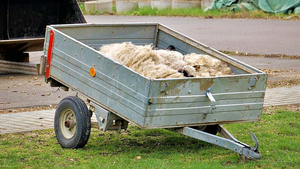 Vier der sieben Walliser Schwarznasenschafe sind nun tot.