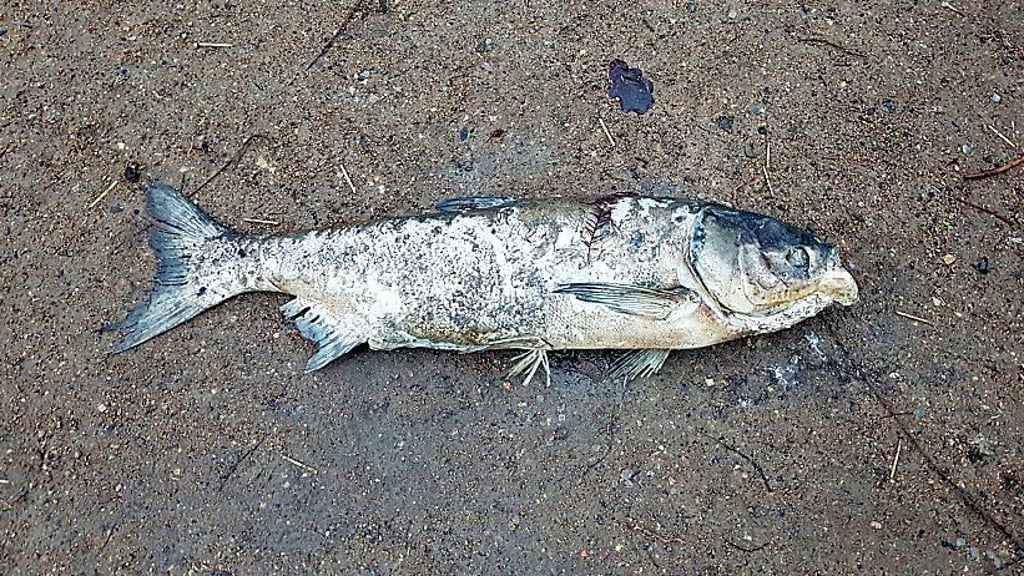 Sind die Fische im Teich erstickt? Fischsterben im Schwanenteich