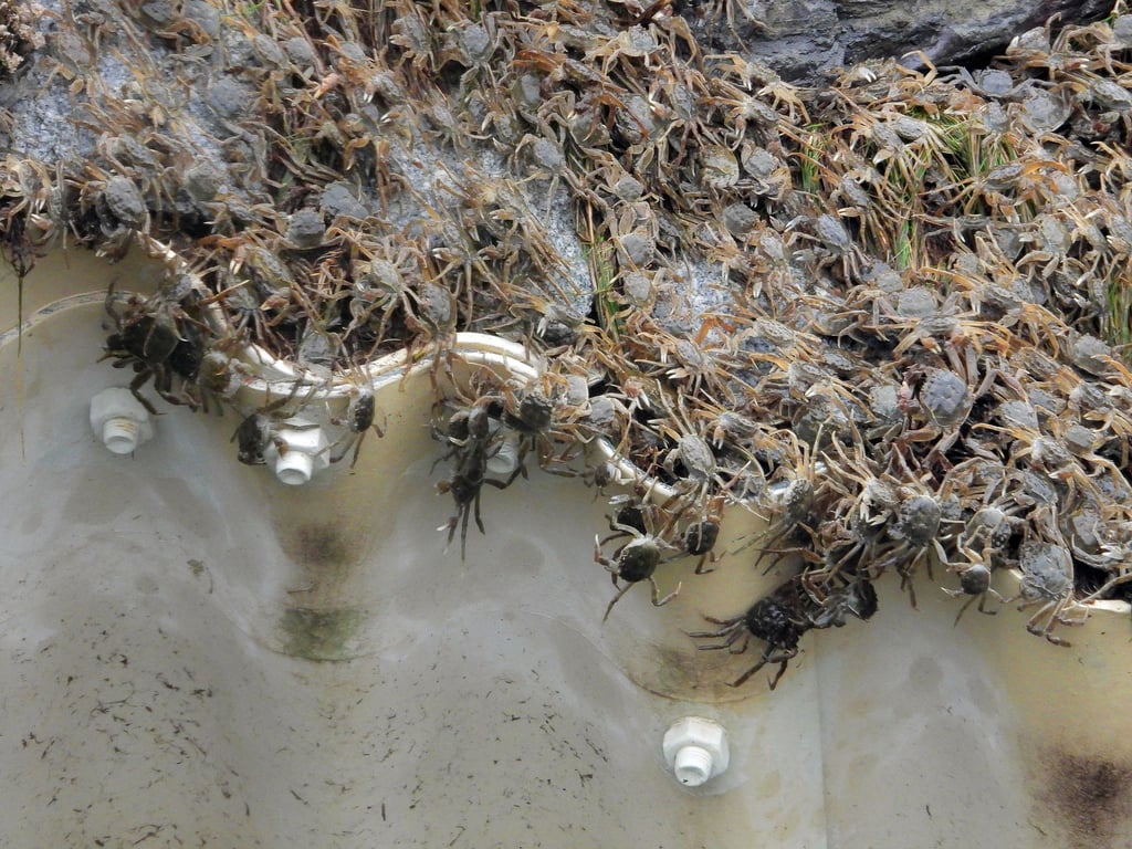 Zahlreiche Chinesische Wollhandkrabben überqueren ein Hindernis an der Fischtreppe Geesthacht.