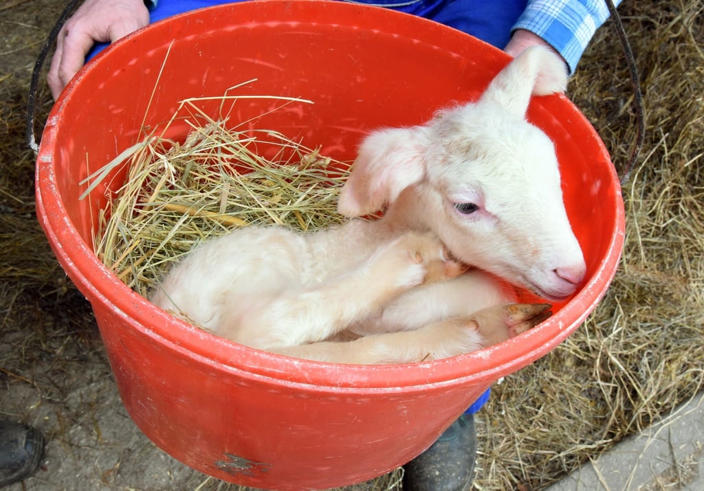 Im Milchschafhof von Schäfer Wolfgang Görne in Bennewitz-Pausitz liegt beim Wiegen ein wenige Stunden altes Lamm im Eimer.