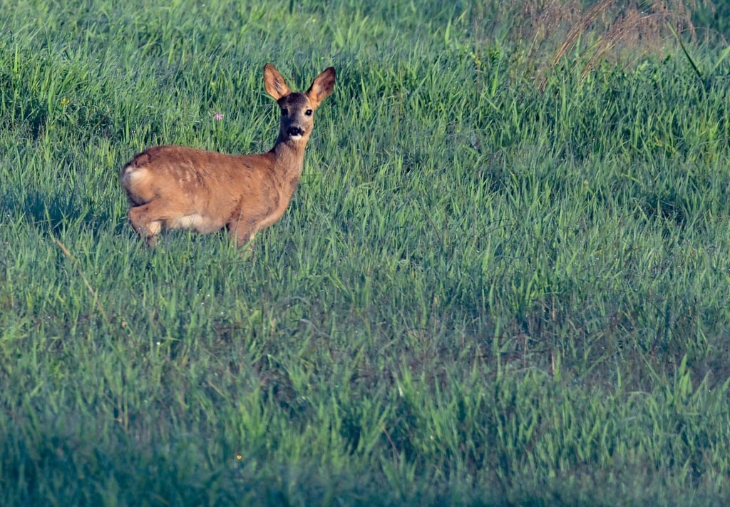 Nach Kritik des Landesforstministeriums an einem zu hohen Wildbestand werfen Jäger den Behörden Ahnungslosigkeit vor.