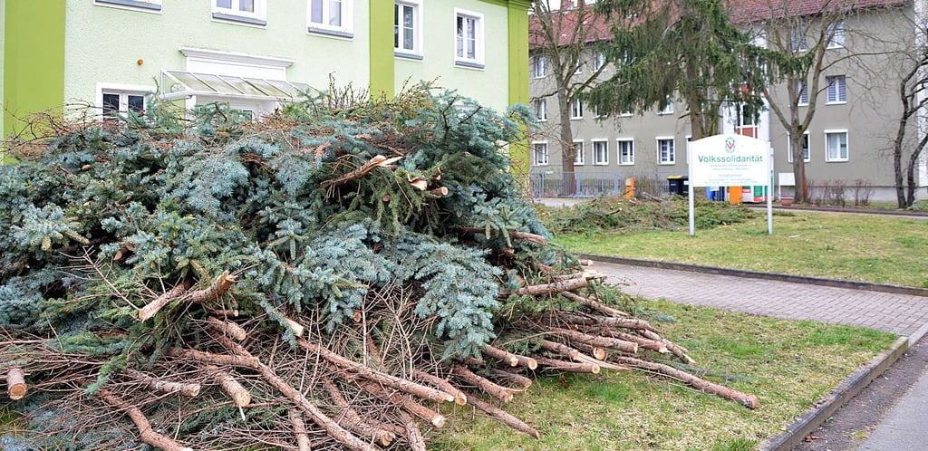 An der Krausestraße in Schönebeck wurden zwei Bäume gefällt.