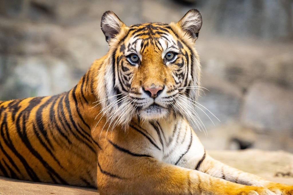 Tigerdame Mayang im Tierpark Berlin.
