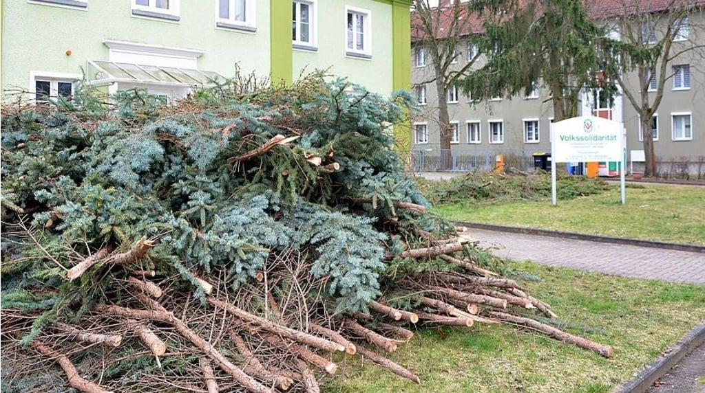 An der Krausestraße in Schönebeck wurden zwei Bäume gefällt.