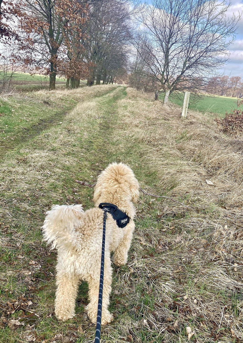 Hunde sind ab heute in der freien Feldflur und im Wald an der Leine zu führen.