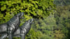 Löwenskulpturen (1938) des Künstlers Arno Breker stehen an der Löwenbastion am Maschsee.