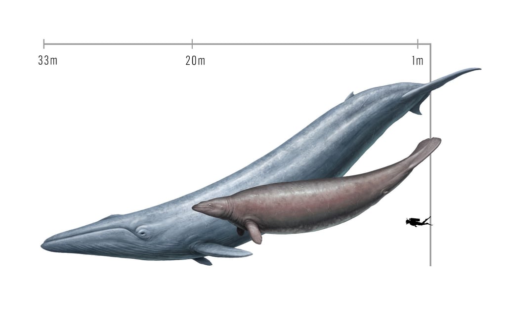 Ursprünglich schätzten Forscher die Masse von Perucetus aufgrund seiner dicken Knochen als größer ein als die eines Blauwals.