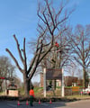 Die alte Eiche am Walternienburger Kreuzdamm wurde am Donnerstag gefällt.