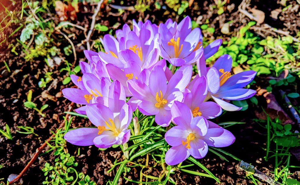 Die ersten Frühlingsboten: Kurt Kuchinke hat Krokusse in Bullenstedt entdeckt.
