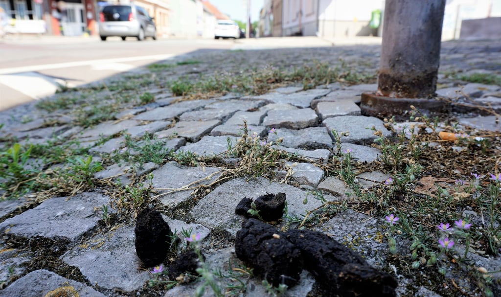 Kampf gegen Tretminen Warum Hundehaufen in Genthin nicht mehr nur in