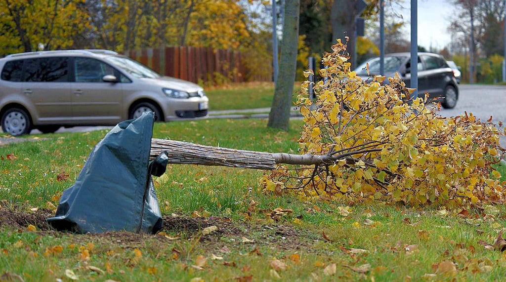 Ein mutwillig abgegnickter Baum ist das Ergebnis einer Vandalismus-Attacke, die sich im Dezember in Aschersleben ereignet hat.