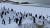 Die Auswirkungen der Vogelgrippe bei Pinguinen können sehr unterschiedlich sein.