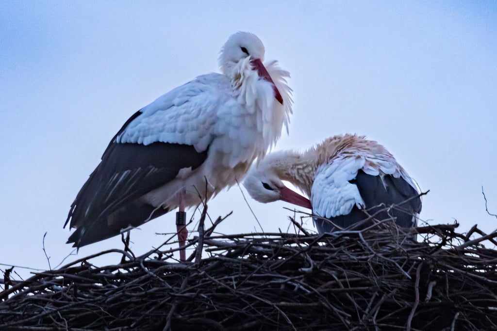Ein Storchenpaar sitzt in der Dämmerung in seinem Nest auf einem alten Ziegeleischlot.