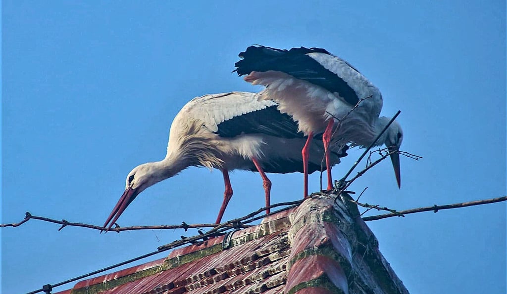In Preußlitz, auf dem hohen Schornstein neben dem Feuerwehrgebäude, herrscht reger Flugbetrieb. Dort richtet sich ein Pärchen auf seinem angestammten Horst ein.