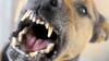 Straßenhunde: Tollwut-Impfung kann bei Reise sinnvoll sein