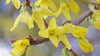 Forsythien, auch Goldglöckchen genannt, blühen in einem Vorgarten.