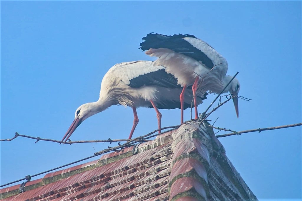 Auf dem spitzen Dach der Kirche in Altenburg gelingt es den Störchen bisher nicht, ein Nest zu bauen.