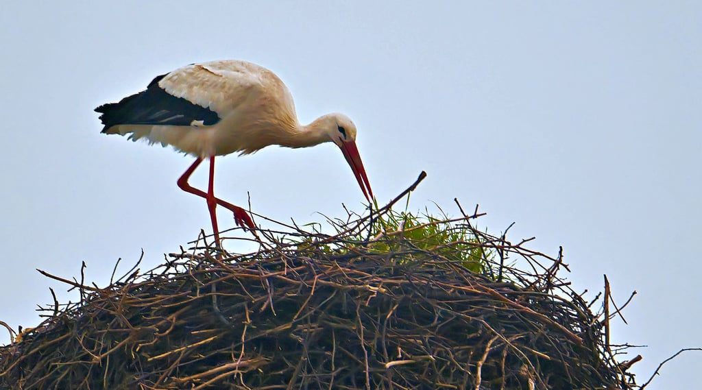 Der erste Storch in Frose ist zurück und derzeit dabei, das Nest zu reparieren.