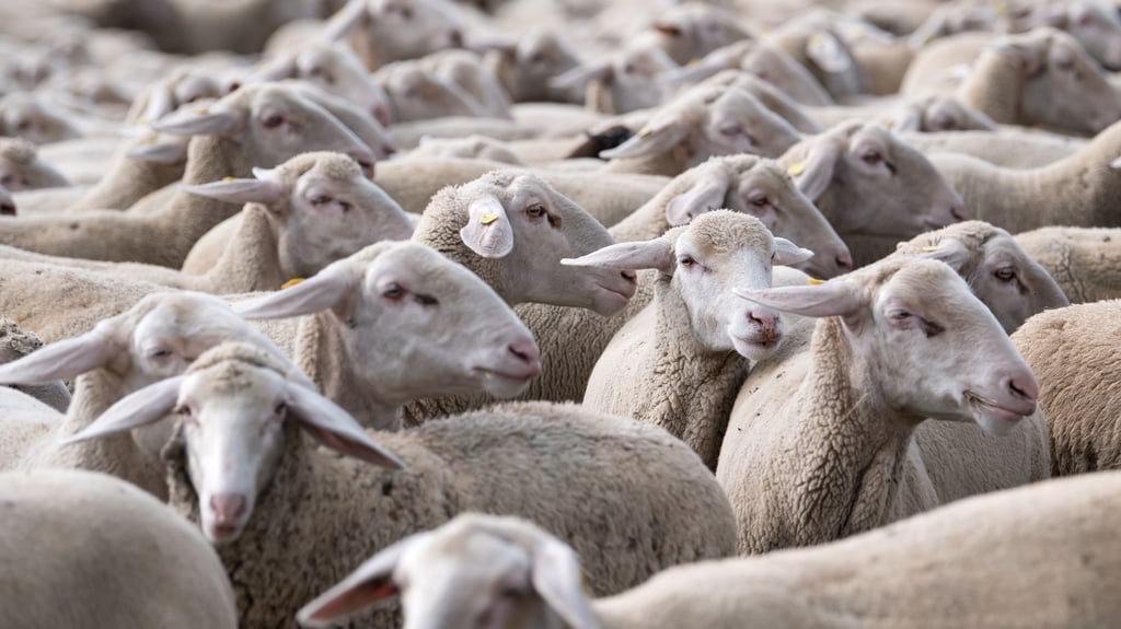 In Heiligenthal hat die Initiative "Soko Tierschutz" einen Fall von Tierquälerei aufgedeckt.