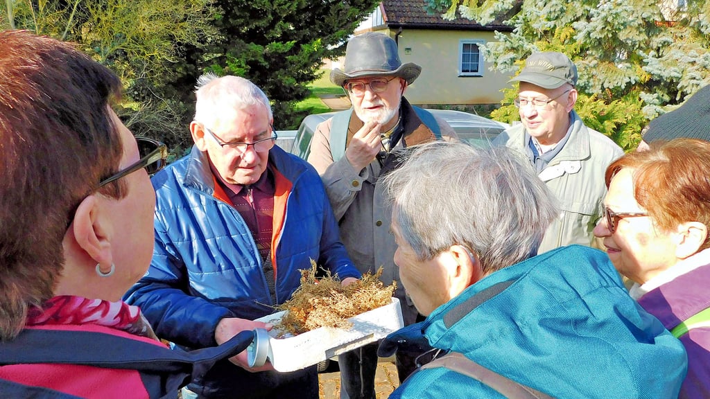 Der Gärtnermeister Manfred Wirth (2.v.li.) hatte Kyffhäuserlinsen im Blumenkasten angebaut. Hier zeigt er den Wanderfreunden die geernteten Früchte. Donald Hilbert (3.v.li.) führte die Seniorenwandergruppe Sangerhausen zu einem Feld bei Tilleda, wo früher die Kyffhäuserlinse angebaut wurde.