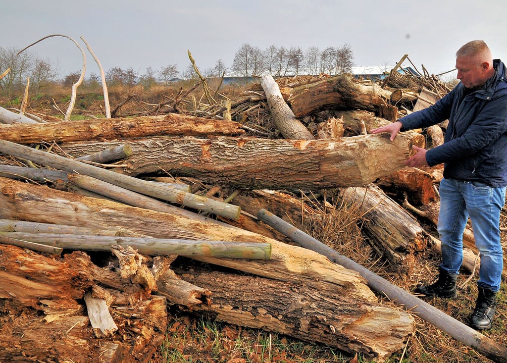 Staumeister Jens-Uwe Liske an einem der Holzstapel. Ganze Stämme wurden während des Hochwassers angespült.
