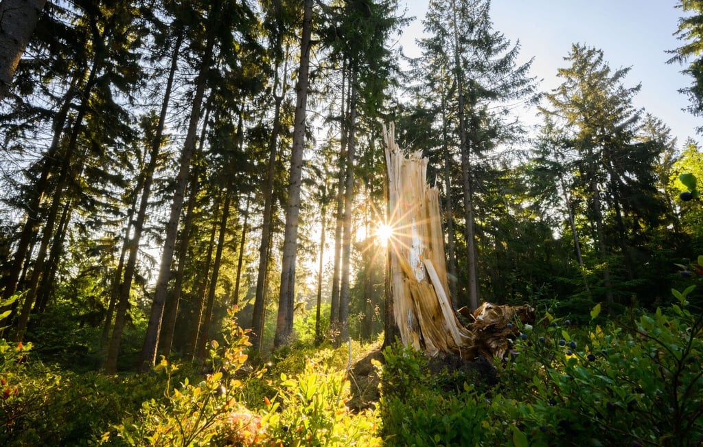 Wer spenden möchte, kann das auch für Klimaschutzprojekte tun - zum Beispiel für den Erhalt von Mooren oder für Aufforstung.