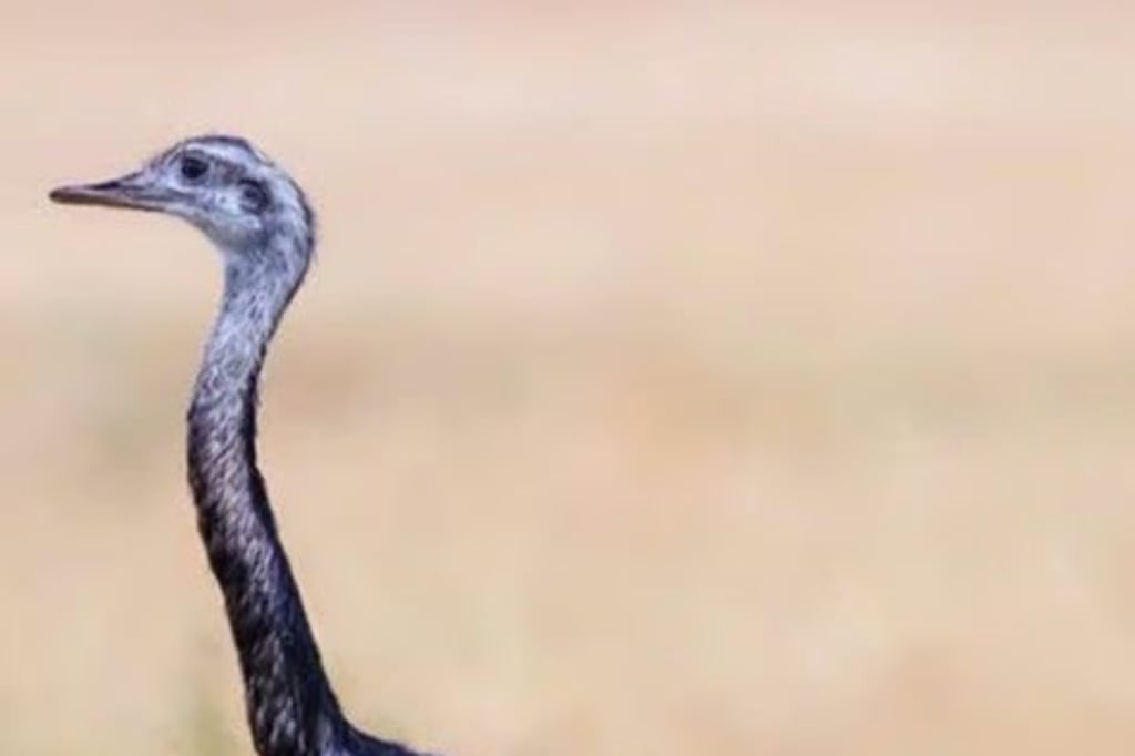 Dieser Nandu hat sich offenbar zwischen Peißen und Leau sein Revier in freier Wildbahn eingerichtet.