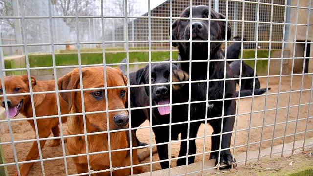 Welpen haben keine Familie: Sechs junge Labrador-Mischlinge warten im ...