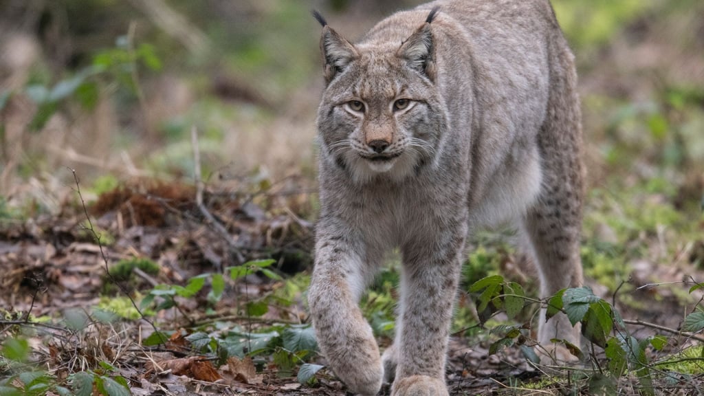 Tiere: Dem Luchs auf der Spur: Monitoring startet