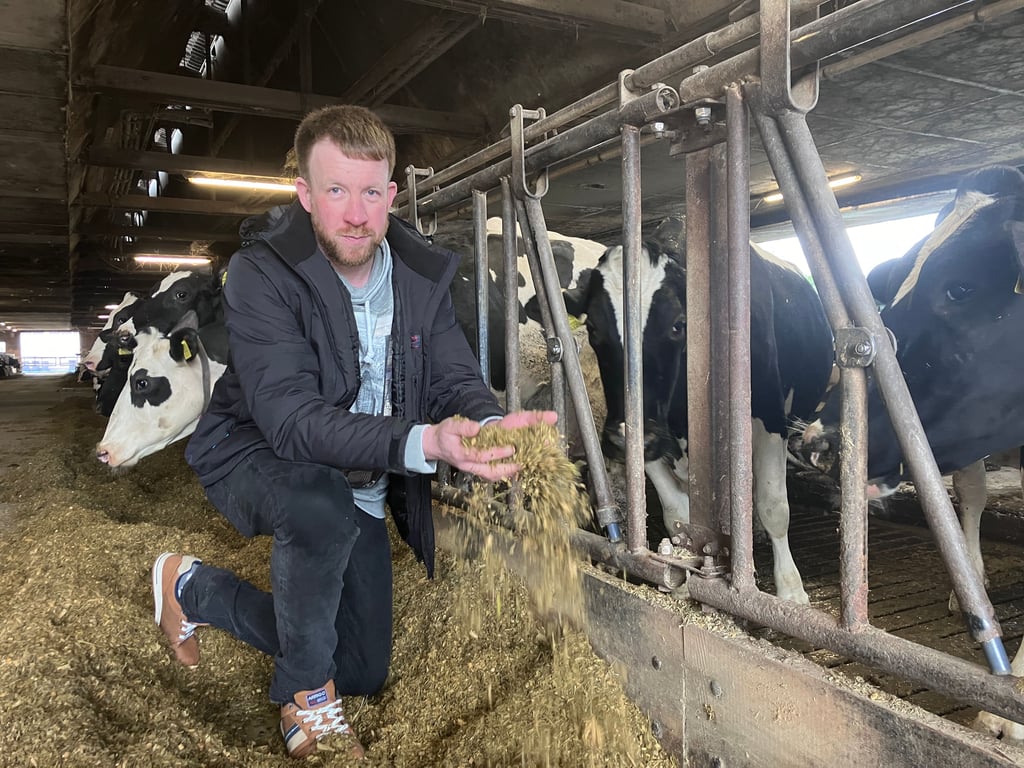 Das Futter der Milchkühe in Bösdorf wurde mit einem Zusatzstoff versehen, durch den sich weniger klimaschädliches Methan im Pansen bildet.