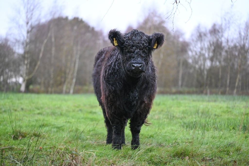 Ein nasses Galloway-Rind steht auf einer Weide.
