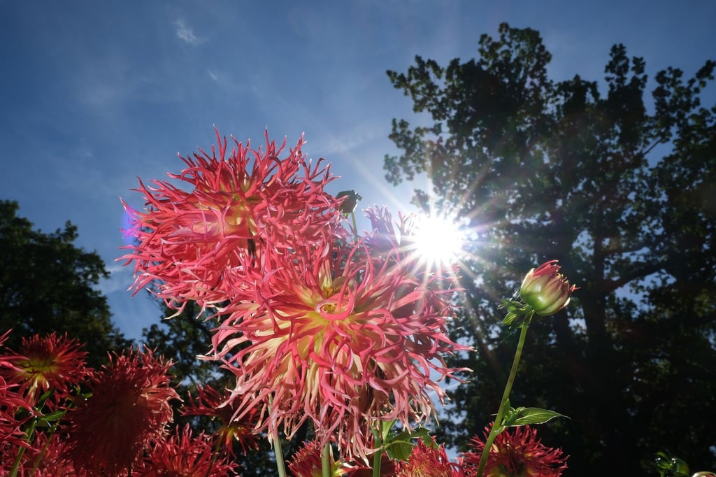 So prächtig leuchten Dahlien im Sommer. Vorgezogene Pflanzen sind oft kräftiger.