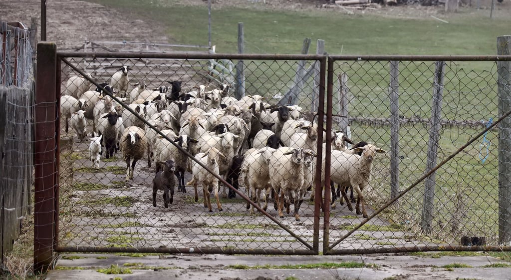 Symbolfoto - Wurden Schafe in Heiligenthal illegal geschlachtet
