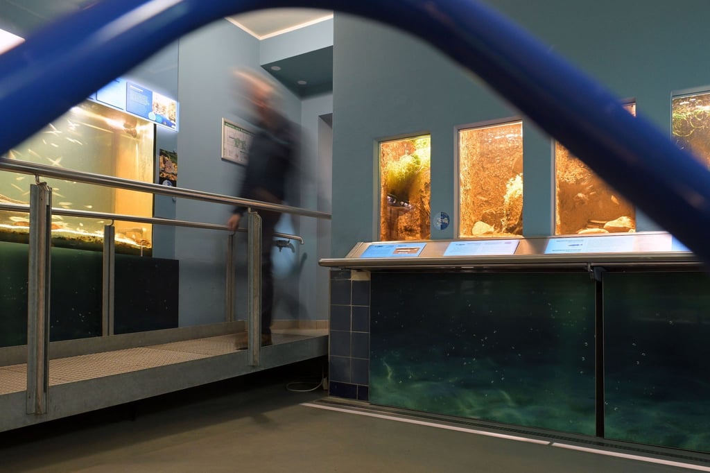 Im Aquarium im Naturkundemuseum Potsdam sind große und kleine Aquarien aufgestellt.