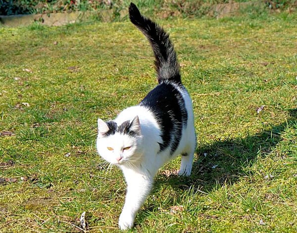 Manche der insgesamt 25 Katzen sind überzeugte Freigänger.