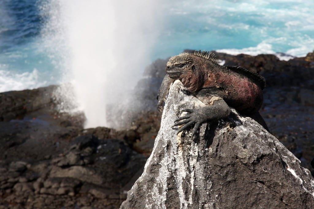 Auf den Galápagos-Inseln hat sich eine einzigartige Tier- und Pflanzenwelt entwickelt. Um diese weiterhin zu schützen, wird sich die Nationalpark-Gebühr verdoppeln.
