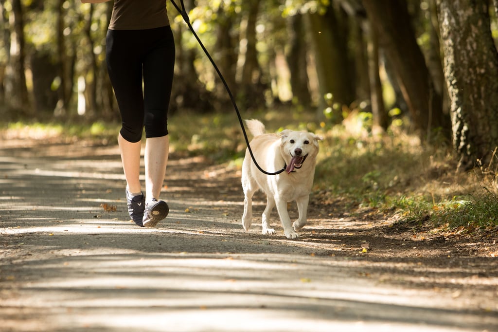 Um den Wald, seinen Wandel und seine Zukunft gibt es beim Heimatverein Plötzky Ostelbien.