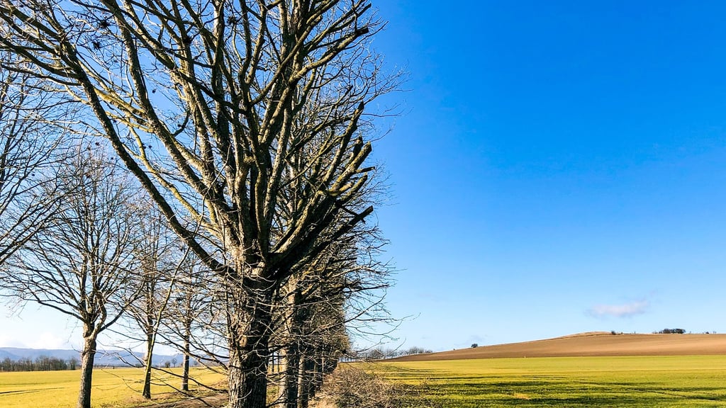 An einem Feldweg bei Badeborn wurden die Kronen der alleeartig gepflanzten Haselnussbäume zu einer Ackerseite hin massiv beschädigt.