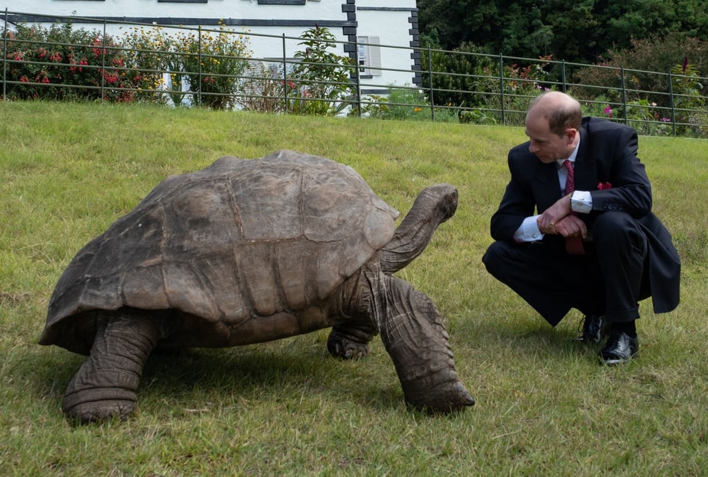 Auf der Insel St. Helena trifft Prinz Edward die Schildkröte Jonathan.