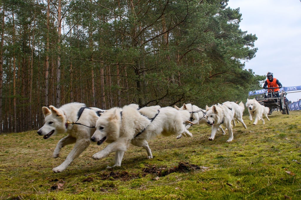 Ein Musher startet mit seinem Schlittenhundegespann aus sechs weißen Schäferhunden.