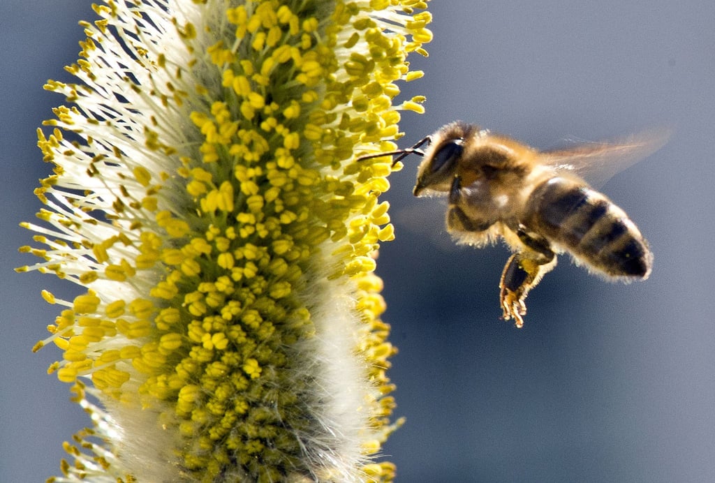 Eine Biene fliegt zu den Pollen eines Weidenkätzchens.