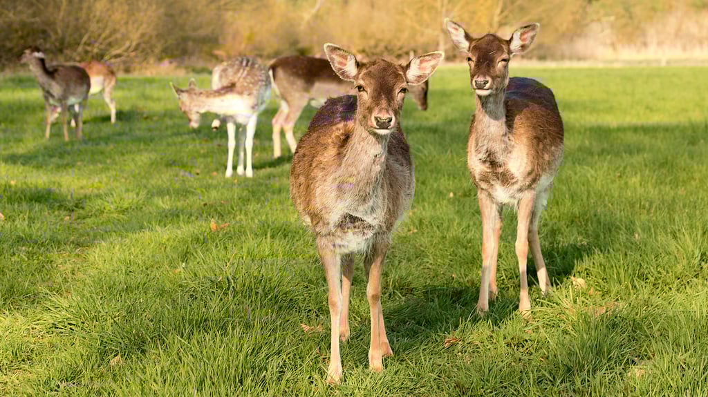 Auch Rehe zählen zur fleißigen "Gärtnertruppe" im Seggerder Landschaftspark.